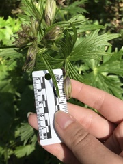 Delphinium trolliifolium