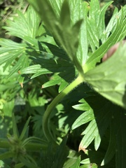 Delphinium trolliifolium