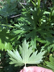 Delphinium trolliifolium