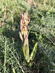 Serapias parviflora