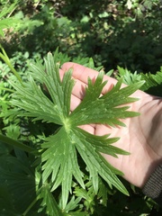 Delphinium trolliifolium