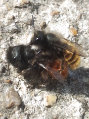 Osmia cornuta
