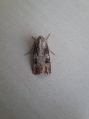 Agrotis catalaunensis