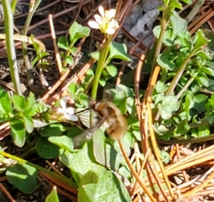 Bombyliini