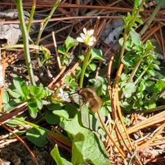 Bombyliini