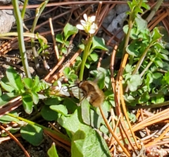 Bombyliini
