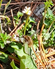 Bombyliini