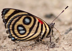 Catagramma hystaspes