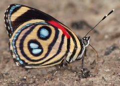 Catagramma hystaspes