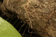 Ploiaria antipodum