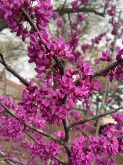 Cercis canadensis