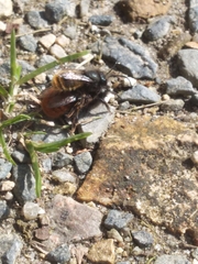 Osmia cornuta