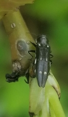 Agrilus obsoletoguttatus