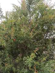 Embothrium coccineum