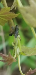 Agrilus obsoletoguttatus