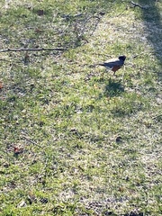 Turdus migratorius