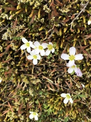 Cardamine pattersonii