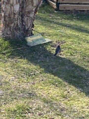 Turdus migratorius