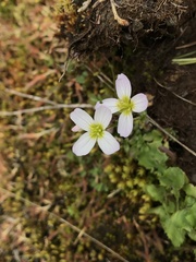 Cardamine pattersonii
