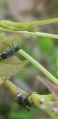 Agrilus obsoletoguttatus
