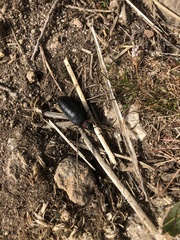 Physomeloe corallifer