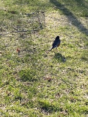 Turdus migratorius