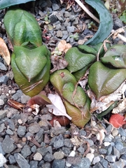 Gasteria nitida armstrongii