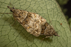 Eudonia subditella