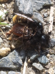 Osmia cornuta