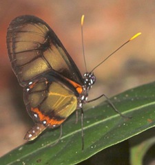 Callithomia lenea