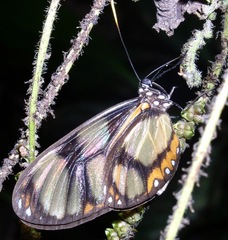 Callithomia lenea