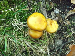 Fungi