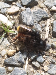 Osmia cornuta