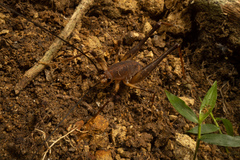 Pachyrhamma unicolor