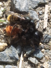 Osmia cornuta