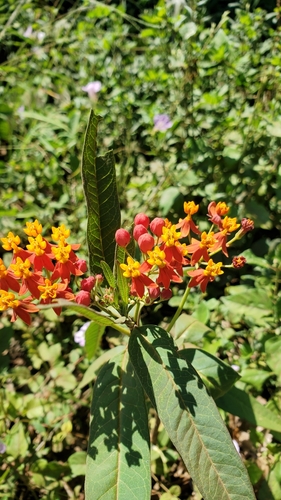 Asclepias curassavica observed 2021-04-05