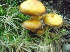 Fungi