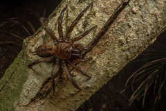 Hexathele hochstetteri