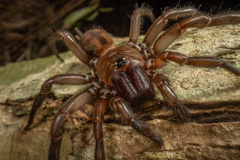 Hexathele hochstetteri