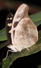 Catonephele acontius