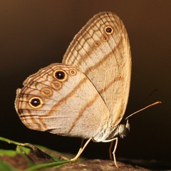 Amiga arnaca