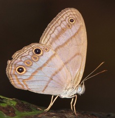 Amiga arnaca