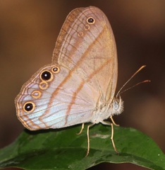 Amiga arnaca