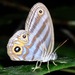 Godart's Blue Ringlet - Photo (c) Rich Hoyer, some rights reserved (CC BY-NC-SA), uploaded by Rich Hoyer