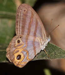 Chloreuptychia herseis