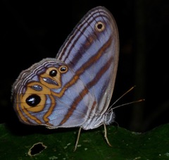Chloreuptychia herseis