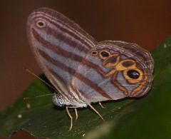 Chloreuptychia rectilinea