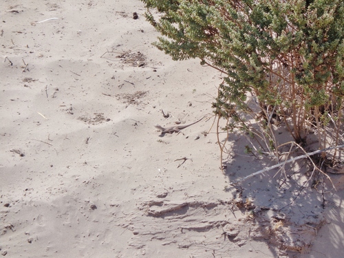 Fringe-toed Sand Lizard
