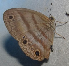 Cissia myncea