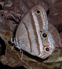 Cissia proba
